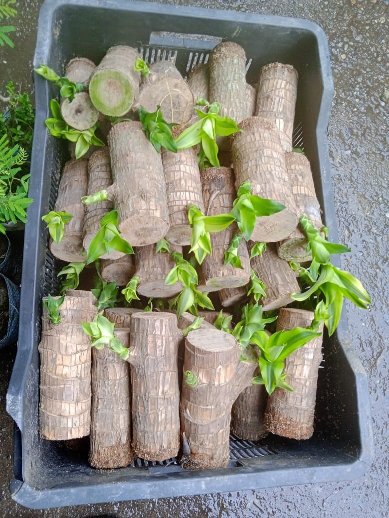 UB™ Brazilian Lucky Wood Plant