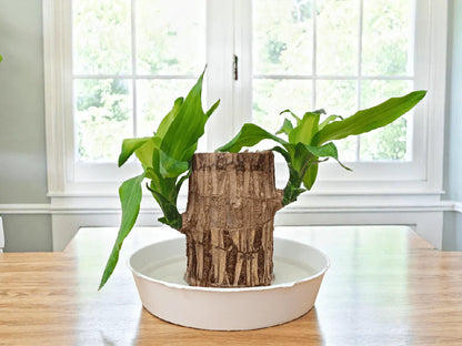 UB™ Brazilian Lucky Wood Plant