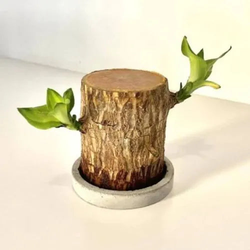 UB™ Brazilian Lucky Wood Plant