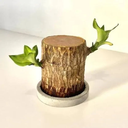 UB™ Brazilian Lucky Wood Plant