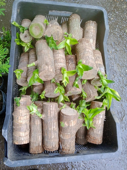 UB™ Brazilian Lucky Wood Plant